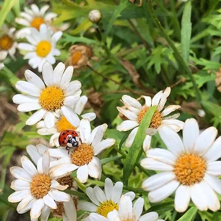 Casa de Férias La Grange Du Logis Du Plessis Chaniers
